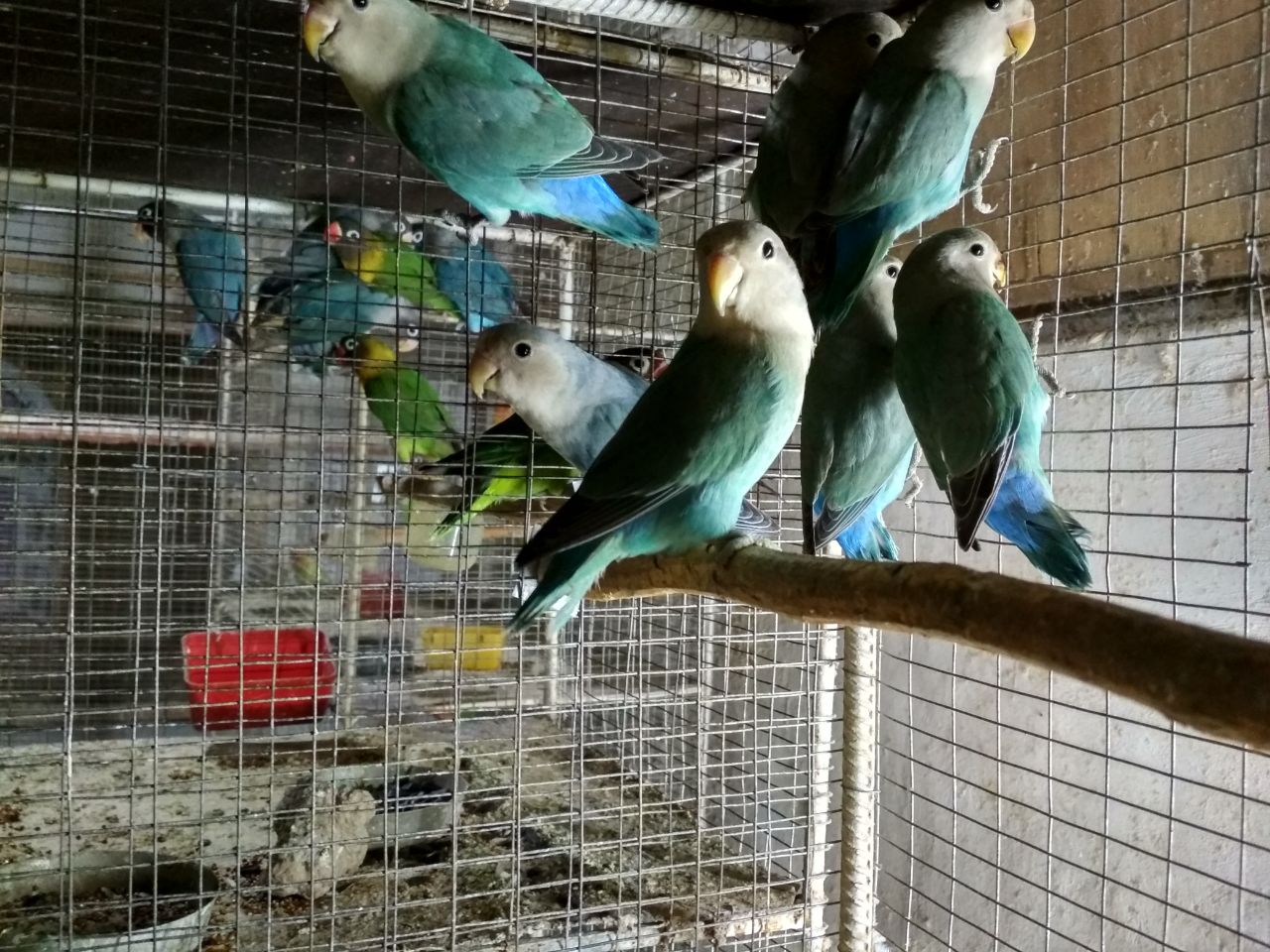 Продаю волнистые попугаи (более 400 шт) (большой выбор) - фотография