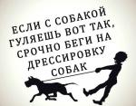 Кинолог дрессировка собак - Услуги объявление в Ташкенте