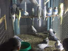 Продаю волнистые попугаи (более 400 шт) (большой выбор) - фотография